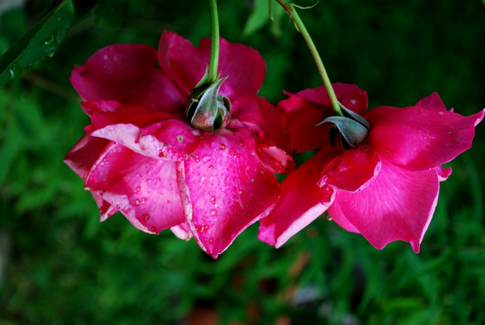 Unidentified-plant-6-5