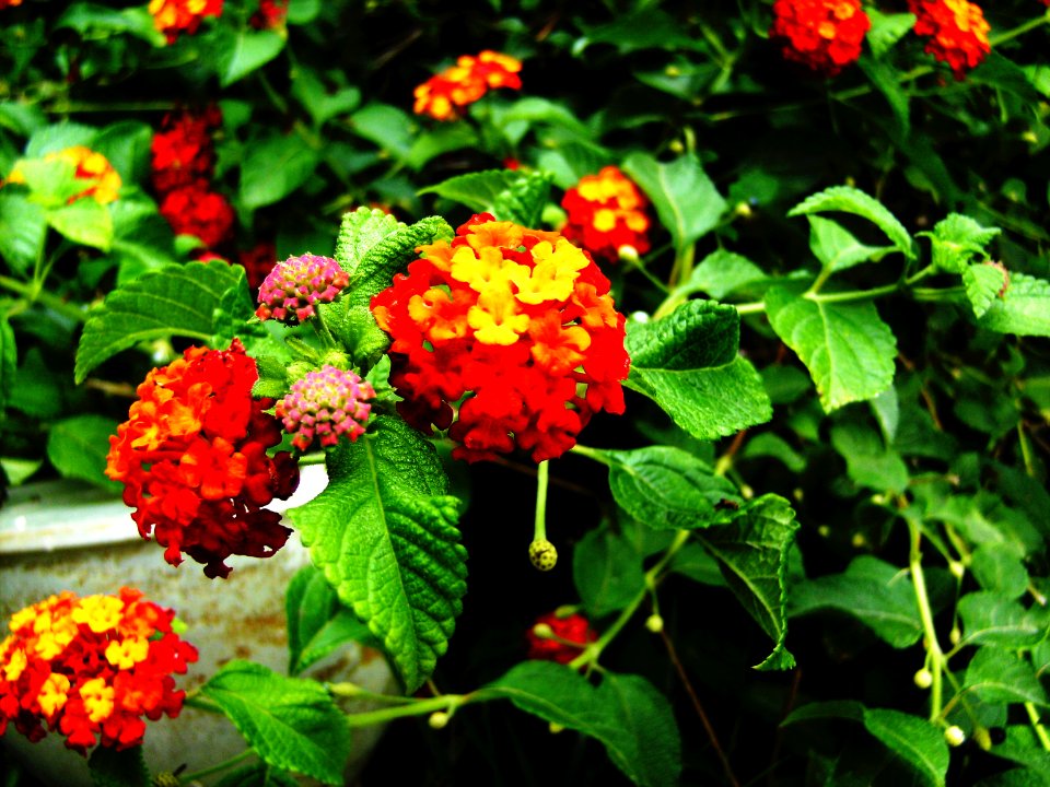 Unidentified-plant-3