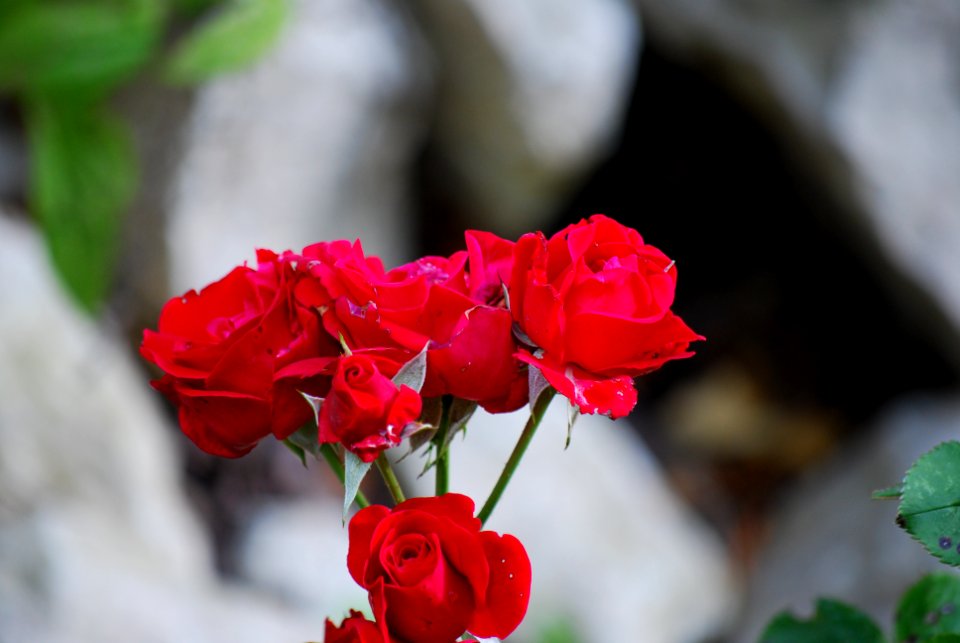 Unidentified-plant-12-4