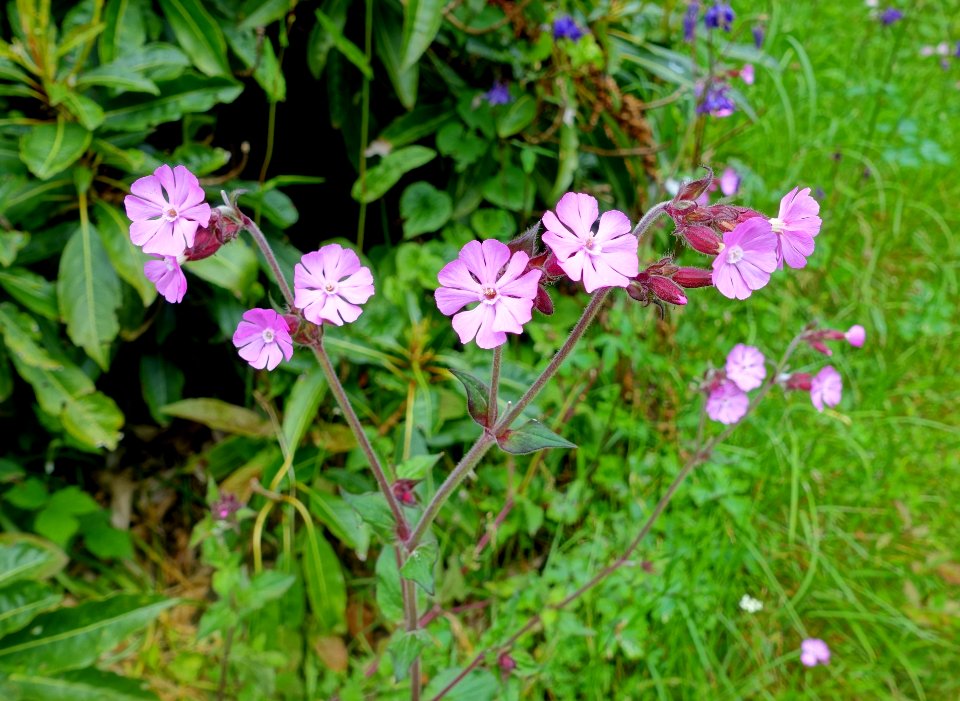 Unidentified - Glendurgan Garden - Cornwall, England - DSC01894