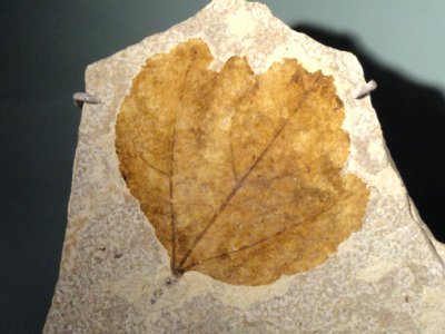 Unidentified dicot, Eocene, Green River Formation - Natural History Museum of Utah - DSC07191