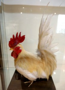 Unidentified - Food and Agriculture Museum - Setagaya, Tokyo, Japan - DSC09722