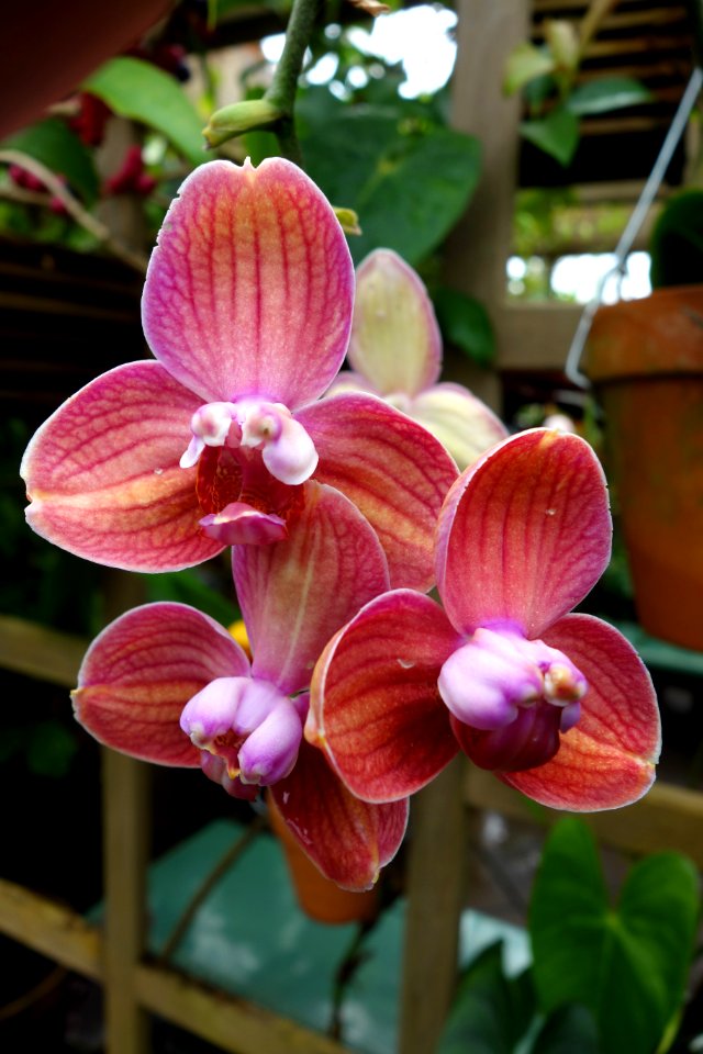 Unidentified - Conservatory of Flowers - San Francisco, CA - DSC03140