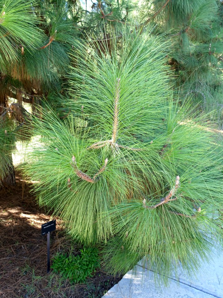 Unidentified conifer, view 4 - Jardín Botánico de Barcelona - Barcelona, Spain - DSC09097
