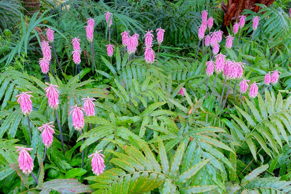 Unidentified - Laeken Royal Greenhouses - Royal Castle of Laeken - Brussels, Belgium - DSC07494