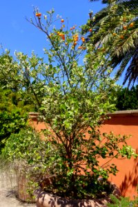 Unidentified - Fruit and Spice Park - Homestead, Florida - DSC09116