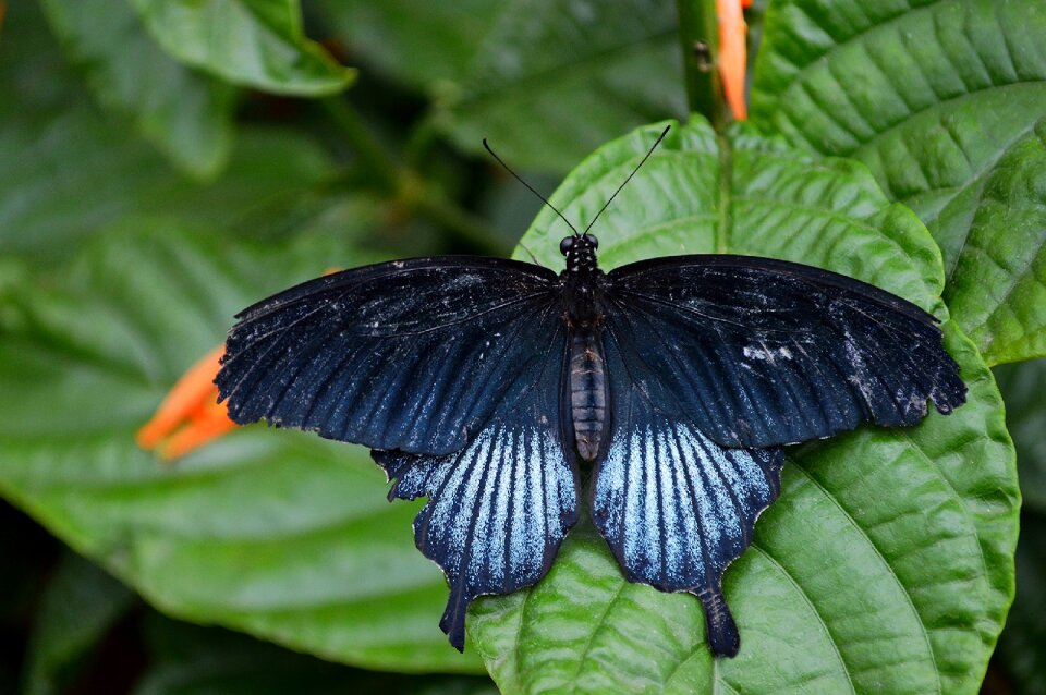 Leaf wings wildlife