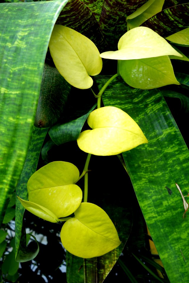 Unidentified - Conservatory of Flowers - San Francisco, CA - DSC03092