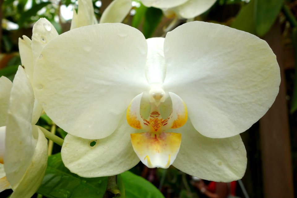 Unidentified - Conservatory of Flowers - San Francisco, CA - DSC03142