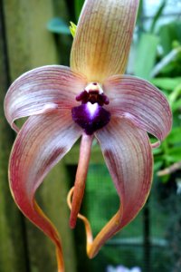 Unidentified - Conservatory of Flowers - San Francisco, CA - DSC03087
