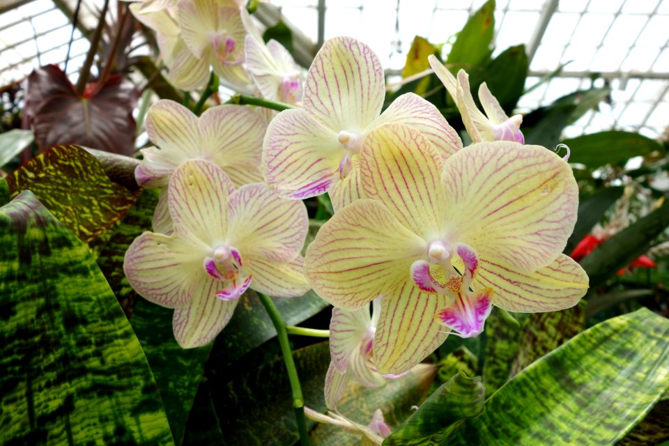 Unidentified - Conservatory of Flowers - San Francisco, CA - DSC03094