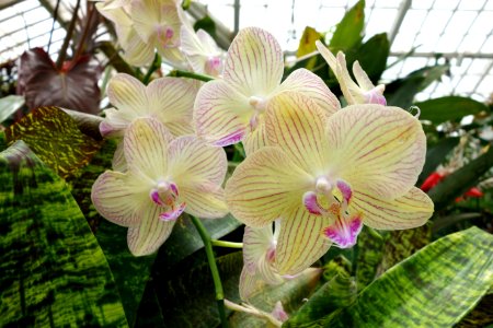 Unidentified - Conservatory of Flowers - San Francisco, CA - DSC03094