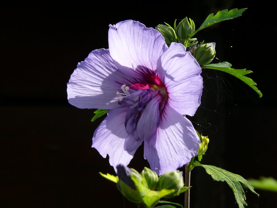 Flower blossom bloom photo