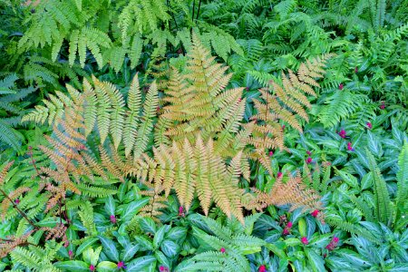 Unidentified - Laeken Royal Greenhouses - Royal Castle of Laeken - Brussels, Belgium - DSC07534
