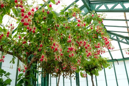 Unidentified - Laeken Royal Greenhouses - Royal Castle of Laeken - Brussels, Belgium - DSC07258