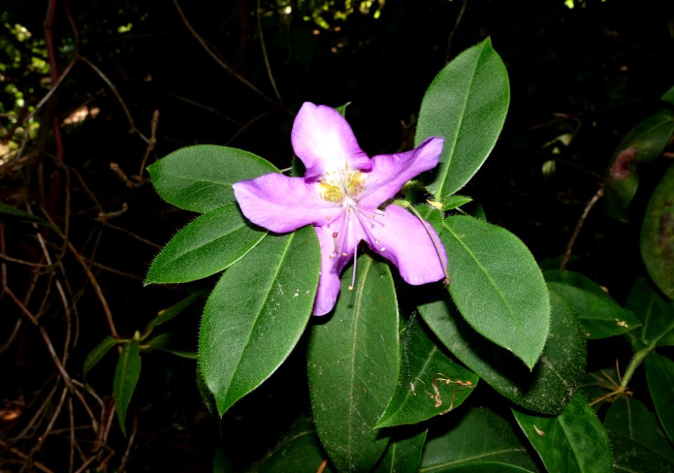 Unidentified - VanDusen Botanical Garden - Vancouver, BC - DSC07263