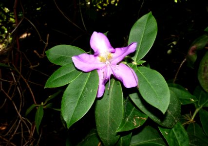 Unidentified - VanDusen Botanical Garden - Vancouver, BC - DSC07263