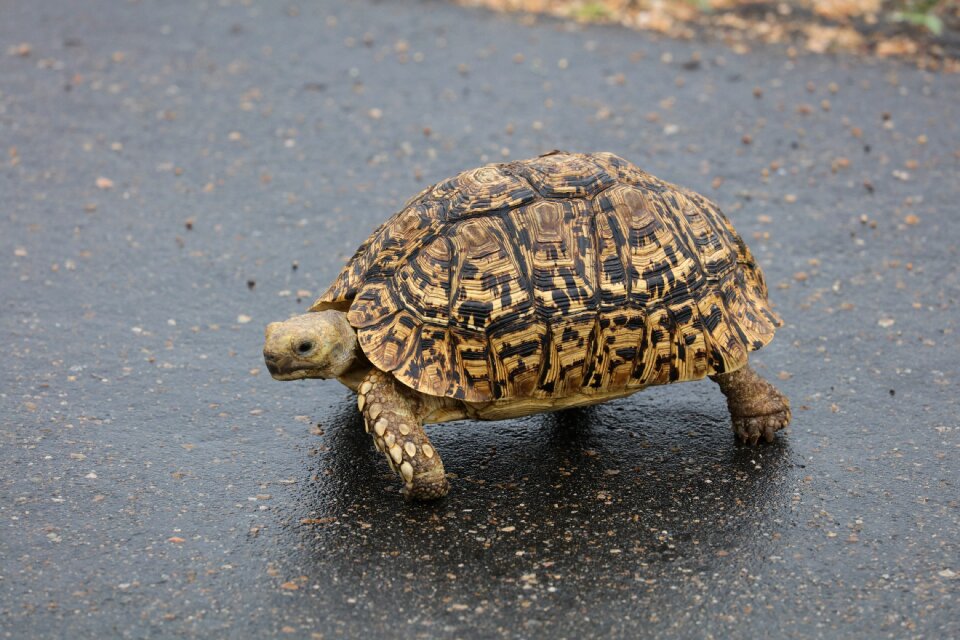 Leopard tortoise turtle south africa
