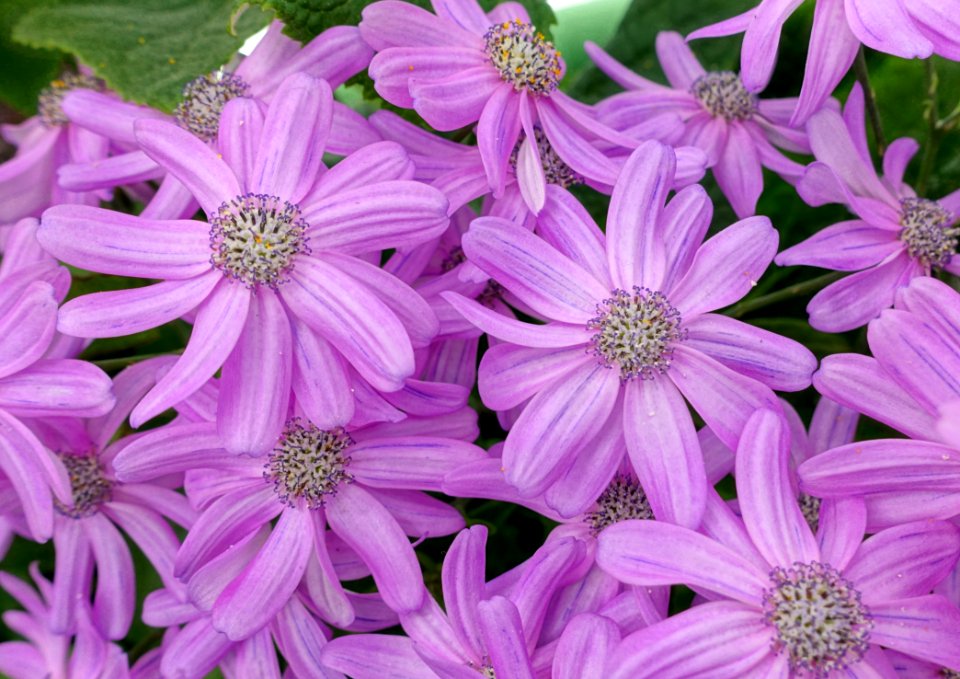 Unidentified - Laeken Royal Greenhouses - Royal Castle of Laeken - Brussels, Belgium - DSC07340