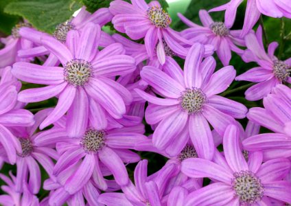 Unidentified - Laeken Royal Greenhouses - Royal Castle of Laeken - Brussels, Belgium - DSC07340