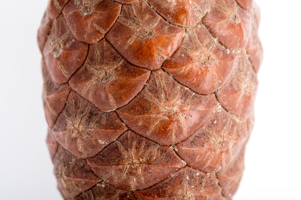 Forest cones scratchy