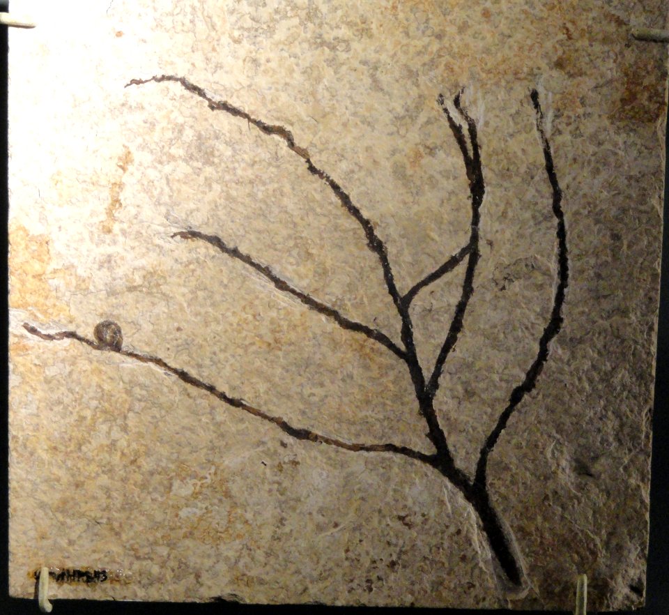 Unidentified dicot, Eocene, Green River Formation - Natural History Museum of Utah - DSC07182