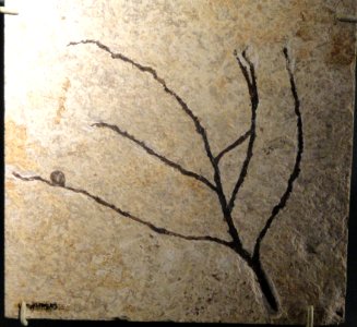 Unidentified dicot, Eocene, Green River Formation - Natural History Museum of Utah - DSC07182