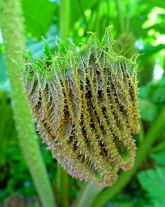 Unidentified - Trewidden Garden - Cornwall, England - DSC02286