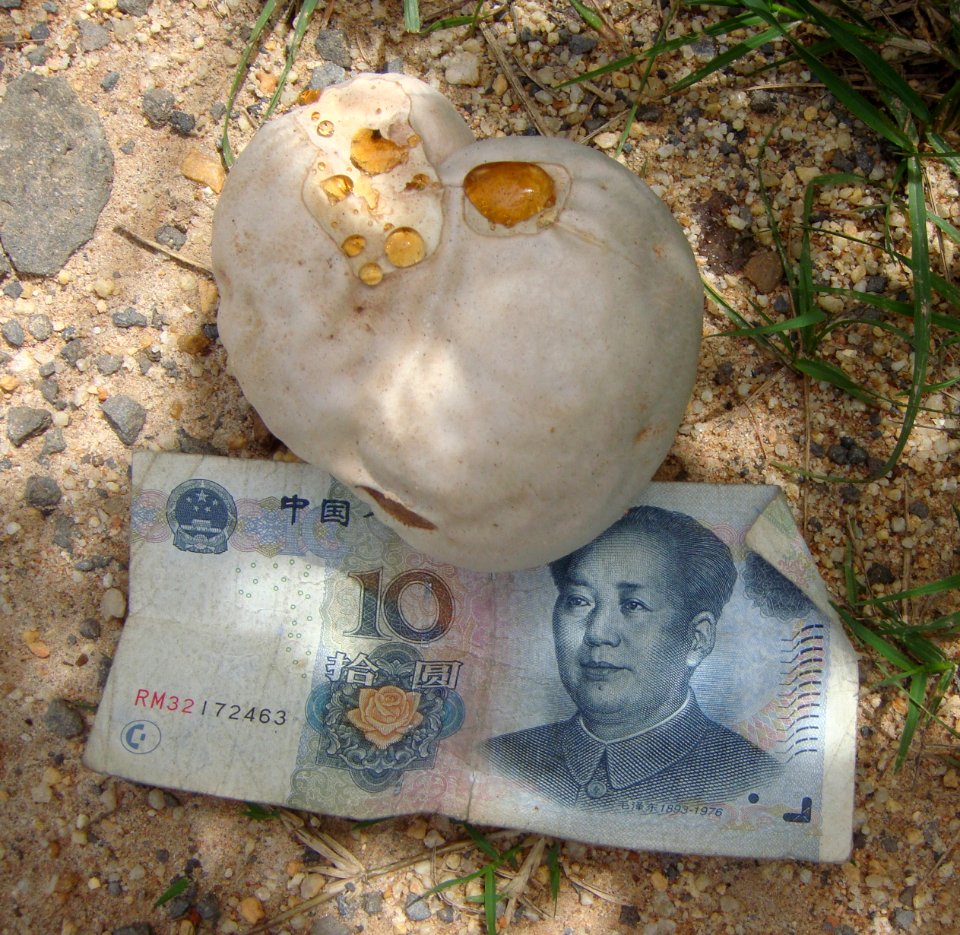 Unidentified Agaricaceae in Hainan - 01