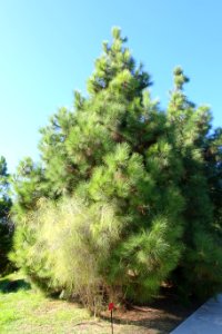 Unidentified conifer, view 1 - Jardín Botánico de Barcelona - Barcelona, Spain - DSC09099