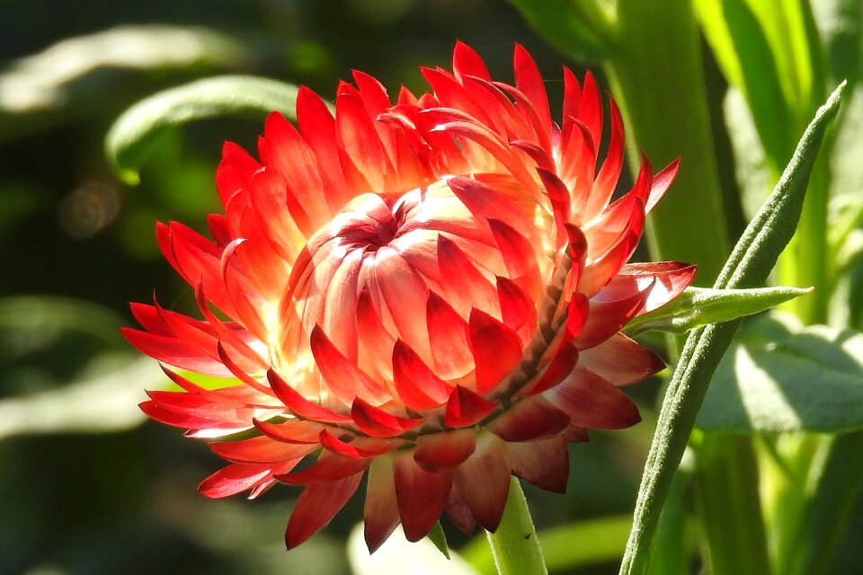 Bloom italicum red