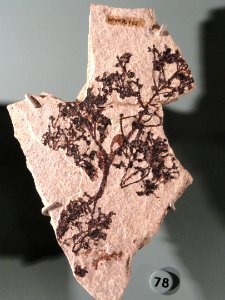 Unidentified dicot, Eocene, Green River Formation - Natural History Museum of Utah - DSC07184