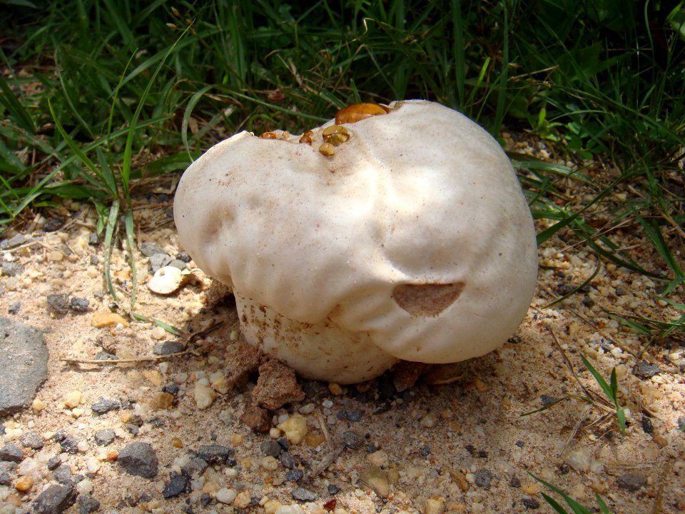Unidentified Agaricaceae in Hainan - 02