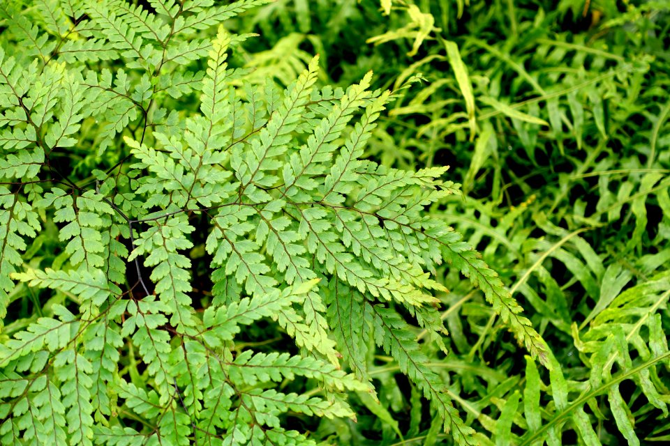 Unidentified - Laeken Royal Greenhouses - Royal Castle of Laeken - Brussels, Belgium - DSC07522