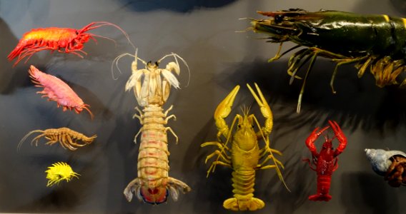 Unidentified crustaceans - Museum fur Naturkunde, Berlin - DSC00123