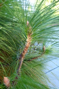 Unidentified conifer, view 2 - Jardín Botánico de Barcelona - Barcelona, Spain - DSC09095