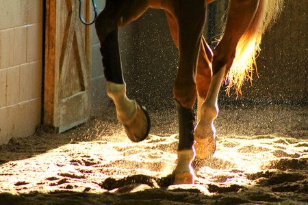 Animal barn light