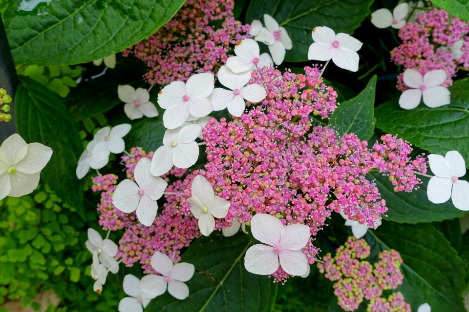 Unidentified - Laeken Royal Greenhouses - Royal Castle of Laeken - Brussels, Belgium - DSC07250