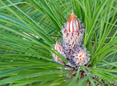 Unidentified conifer, view 3 - Jardín Botánico de Barcelona - Barcelona, Spain - DSC09096