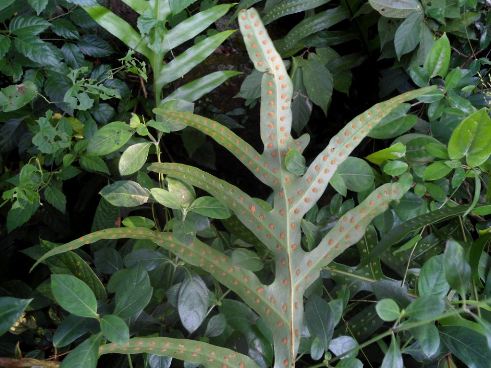 Unidentified plant in Hainan - 02