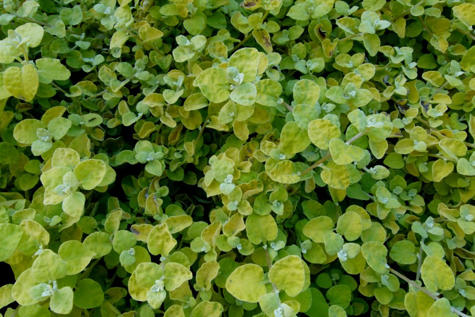 Unidentified plants serres du Luxembourg