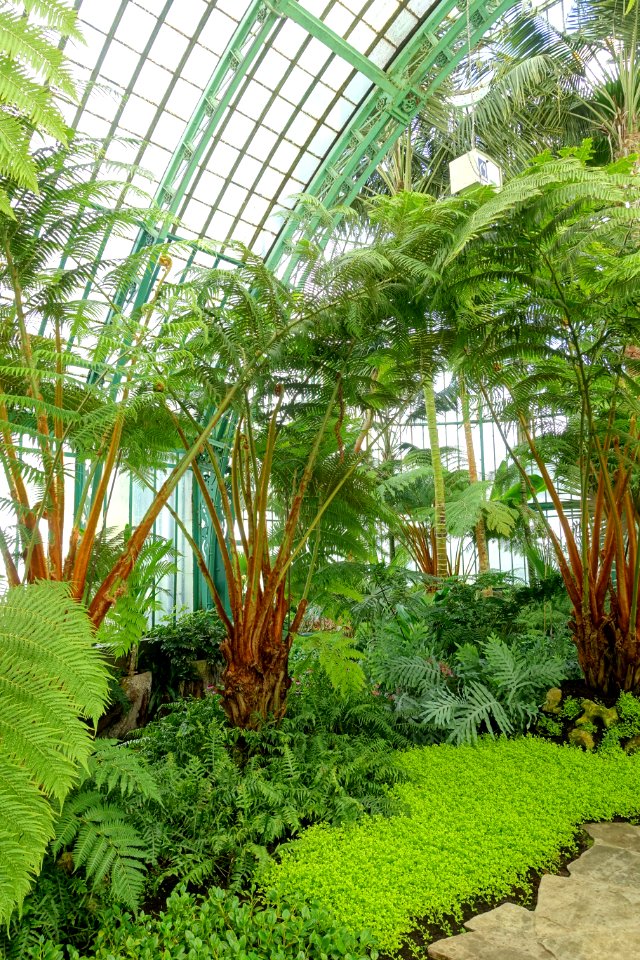Unidentified - Laeken Royal Greenhouses - Royal Castle of Laeken - Brussels, Belgium - DSC07212