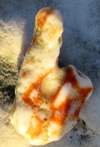 Unidentified coral from the Galápagos
