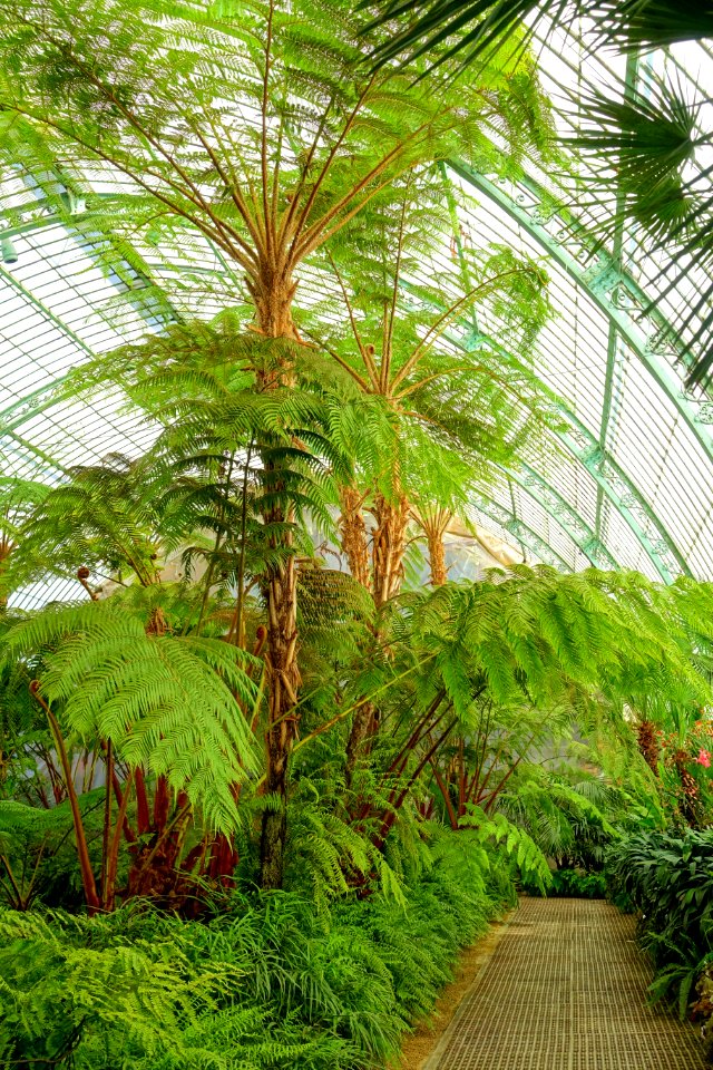 Unidentified - Laeken Royal Greenhouses - Royal Castle of Laeken - Brussels, Belgium - DSC07448