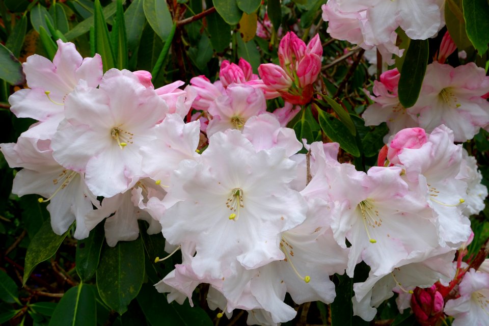Unidentified rhododendron - Trebah Garden - Cornwall, England - DSC01541