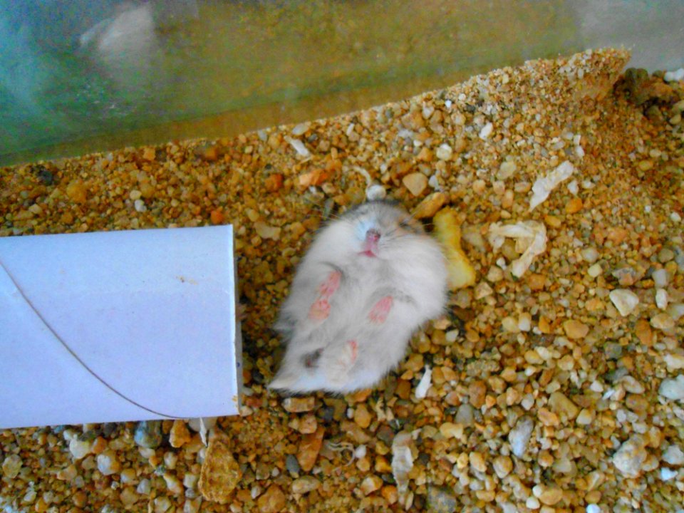 Unidentified Phodopus sleeping - 03