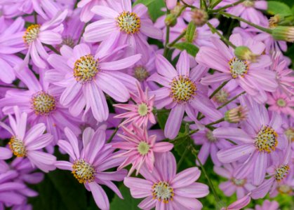 Unidentified - Laeken Royal Greenhouses - Royal Castle of Laeken - Brussels, Belgium - DSC07338