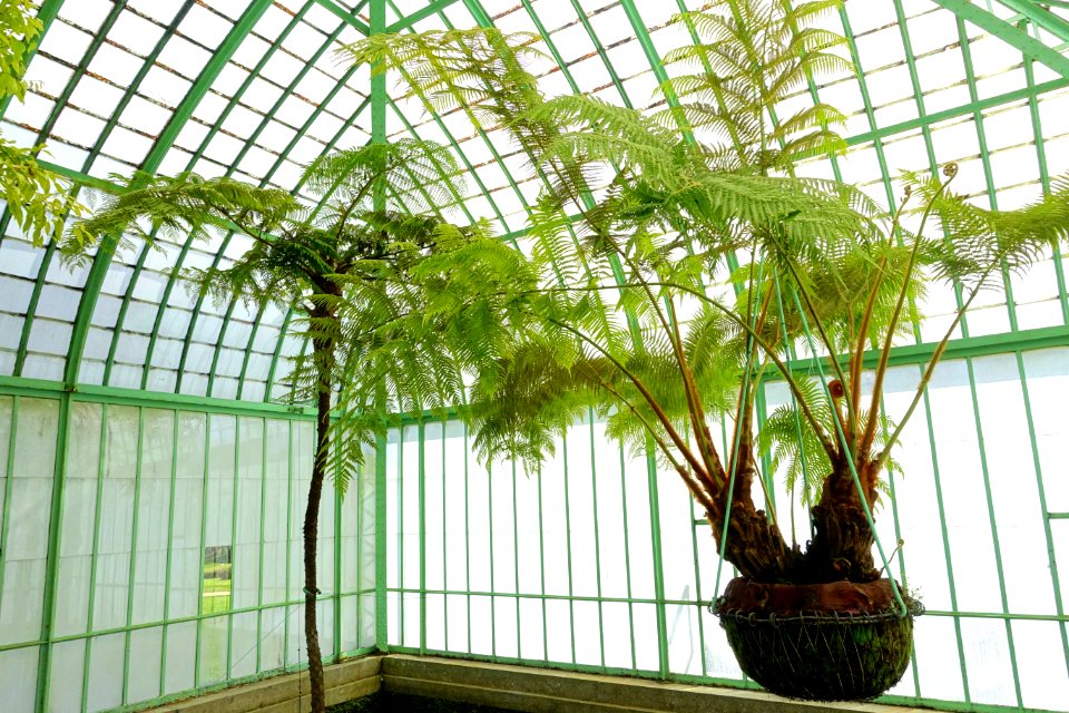 Unidentified - Laeken Royal Greenhouses - Royal Castle of Laeken - Brussels, Belgium - DSC07344