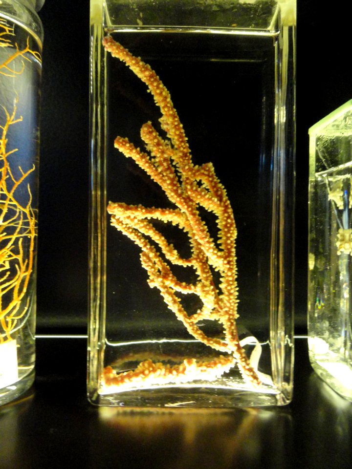 Unidentified specimen - Finnish Museum of Natural History - DSC04701
