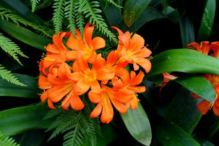 Unidentified - Laeken Royal Greenhouses - Royal Castle of Laeken - Brussels, Belgium - DSC07436
